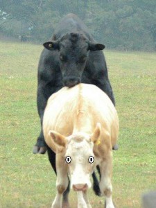 Bull_and_Cow_-_mating2